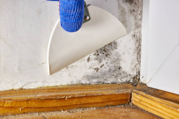 Best Emergency Mold Remediation  in Rochester, IN