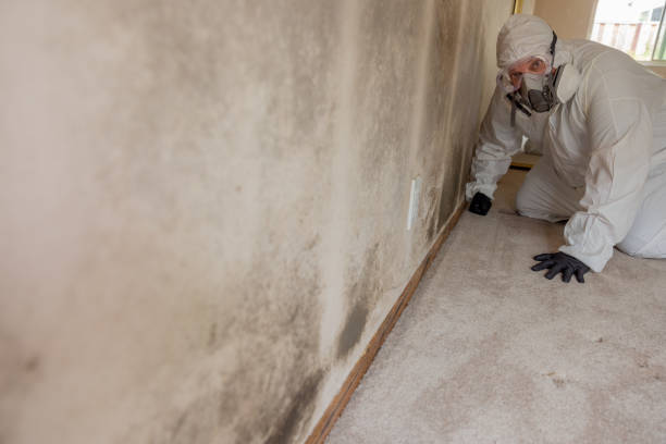 Best Dehumidification Services  in Rochester, IN