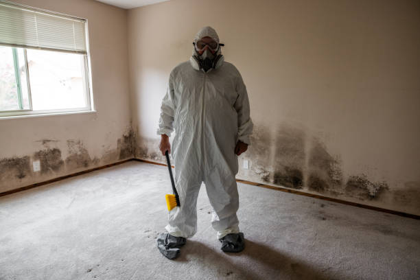 Trusted Rochester, IN Mold Removal Experts